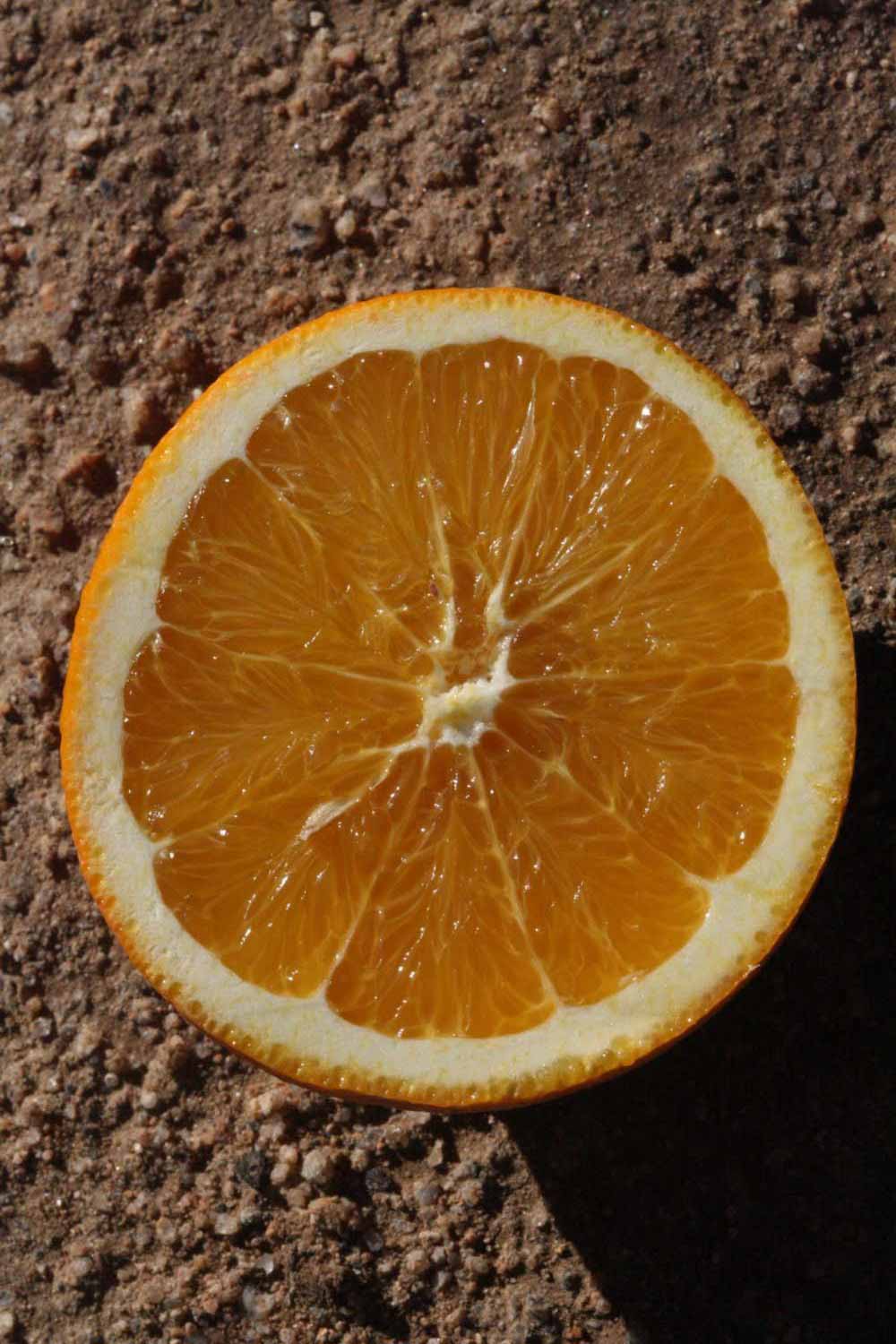            Fruit cross-section (Riverside, CA)   